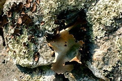 Fungus 2 